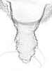 Aedeagus, ventral view.: !! display not done !! on Aphis (Aphis) oestlundi Gillette, 1927: apterous viviparous female: Cauda (CA) of A. oestlundi. (Observation).