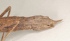 CollectionObject 1560435; dd64b8db-542d-499b-9925-069a0d78b473: copyright Natural History Museum, London. female: end of abdomen, lateral view (syntype). (CollectionObject).;CollectionObject 1560436; fb5361fa-2dec-4ea9-876a-b1c5e236ef61: copyright Natural History Museum, London. female: end of abdomen, lateral view (syntype). (CollectionObject).