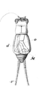 Pl. 11, Fig.7-3, as Nemobius femoratus. male, dorsal view. Depicts Bobilla bivittata (Walker, 1869), an Otu.