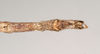 CollectionObject 1557437; NHMUK(SF IMPORT DUPLICATE) 844931, 73dc58a5-5d8b-4a78-8895-2413608daed1: copyright Natural History Museum, London. male: end of abdomen, ventral view of synonym Bactrododema lugardi (holotype). (CollectionObject).