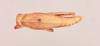 CollectionObject 2045665; 7b2ca005-c53d-4d32-b1e9-3905e6a34f9e, NHMUK015982310: male, dorsal view (paratype of Parabullacris vansoni). (CollectionObject).