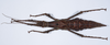 CollectionObject 1581484; 601aaab1-9f4d-494f-82cb-9f429d3f9c9c: female, dorsal view (paratype). (CollectionObject).;CollectionObject 1581485; 3938798b-529d-44e9-82ff-15e0daf0f616: female, dorsal view (paratype). (CollectionObject).;CollectionObject 1581486; 1af7e260-95ab-4227-a8ca-0b12eff77cd5: female, dorsal view (paratype). (CollectionObject).
