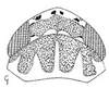 Head: !! display not done !! on Bandara Ball, 1931: head, dorsally. (Observation).