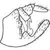 Pygofer, lateral view on Aphilaenus ikumae (Matsumura, 1915): Pygofer, lateral view. (Observation).