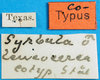 CollectionObject 1565808; 6887a071-e662-4a3f-8778-9e4a3ae19d06: labels (syntype of Syrbula leucocerca). (CollectionObject).