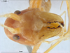 CollectionObject 1566932; 2058b233-de48-436e-a7db-b22f7156800e: male, frontal view (holotype). Parque Nacional do Pau Brasil, Porto Seguro, Brazil. (CollectionObject).