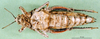 CollectionObject 1502762; 985456e2-261a-43c0-92b8-6e1594d65b38: female, ventral view (allotype of Nocarodes armenus). (CollectionObject).