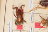 CollectionObject 1505597; 115debb9-a969-4567-8ba3-29bb6b007351: Female, dorsal view (syntype). (CollectionObject).