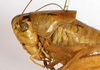 female head and pronotum, lateral view (syntype). Depicts CollectionObject 1575361; eb35b2b2-a71f-415d-8ddc-f777d1482167, a CollectionObject.