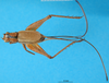 CollectionObject 1500796; 7c38f4bc-2f4f-4c73-8435-215164c7b0f4: female, dorsal view (holotype of Piestodactylus longicauda). (CollectionObject).