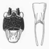 Bliastonotus atrifrons Beier, 1960: Fig. 79. male face and subgenital plate (styli 7 mm). (Otu).