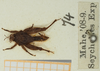 CollectionObject 1582362; 93bc2a98-6a57-4663-85ba-bab419ac41ca, NHMUK010924449: male, dorsal view (paralectotype). (CollectionObject).