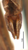 CollectionObject 1581741; 8474a309-4107-4ab4-a806-969b0c2e7d50: male, genitalia (holotype). (CollectionObject).