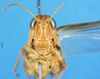 CollectionObject 1580200; 8b1cafe6-4b70-4ea2-aee8-e2ce05c0fe76: female, frontal view (syntype). (CollectionObject).