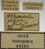 Other on Athysanella (Athysanella) plana Ball & Beamer, 1940: Labels - Face. Labels for the specimen used for the face view. (Observation).