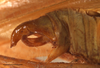 Phaulula laevis (Brunner von Wattenwyl, 1878): male, terminalia lateral view, scale bar: 2 mm, Mambajas Misamis, Philippines, UPLBMNH. (Otu).