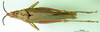 CollectionObject 1501825; a11ef285-65b2-4b94-badd-36e5a55103f1: female, dorsal view (paralectotype of Taphronota vinacea). (CollectionObject).