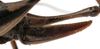 female ovipositor (paratype). Depicts CollectionObject 1541815; b11a9d1c-e740-40b6-bd45-7faa2e5cdc34, a CollectionObject.