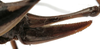 CollectionObject 1541815; b11a9d1c-e740-40b6-bd45-7faa2e5cdc34: female ovipositor (paratype). (CollectionObject).