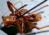 CollectionObject 1503153; 6bb3b445-2e76-4669-8f0d-43e1799151b6: male ventral view (holotype). (CollectionObject).