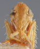 Head: !! display not done !! on Forcipata citrinella (Zetterstedt, 1828): Head/Face. (Observation).