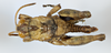 CollectionObject 1527236; 7a88addc-f916-4df8-a6cf-396917b82004: male, dorsal view (holotype). (CollectionObject).