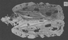 Habitus, dorsal view on Atracodes fasciculosus maculosus (Metcalf & Bruner, 1948): (Observation).