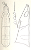 Moultonia violacea Bolívar, 1914: Fig. 35. female head dorsal and lateral, antenna. (Otu).
