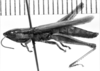 CollectionObject 1533531; 0b74aebb-82f0-4dcc-9c2b-f195032ffb51: Image Carbonell, C.S. male, lateral view (lectotype of Oxybleptella pulchella). (CollectionObject).
