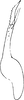 Stylus: Stylus or paramere. (Observation).