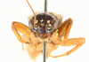 CollectionObject 1539925; 259ff488-7906-497d-a687-bfbbf3528151: male, face (holotype). (CollectionObject).