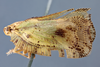 Habitus, lateral view on Dascalia sinuatipennis (Stål, 1862) now Dascalia sinuatipennis (Stål, 1859): (Observation).