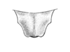 Prosthama tessellata Hebard, 1928: Plate VI. Fig. 2. Male. Dorsal view of supra-anal plate of type. (Otu).