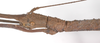Manduria halconensis Hennemann & Conle, 1997: (Otu).
