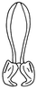 Euschmidtia burtti Descamps, 1964: Fig. 452. epiphallus, dorsal view. (Otu).