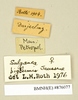 CollectionObject 1573075; 8dad6727-5238-42d4-98d8-df707eca0a82: Copyright Natural History Museum, London. Labels from non-type (adult female) in BM(NH). (CollectionObject).