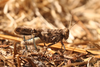 FieldOccurrence 3991; ba3e63cc-9adf-4c6d-885c-d91adcd7211e; Eberstadt, Eberfirst, 2022/08/07: (FieldOccurrence).