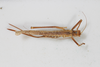 CollectionObject 1505902; dc81cfb3-7470-4947-9e55-0cfebf6205ae: female, dorsal view (holotype). (CollectionObject).