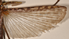 CollectionObject 1562320; 512ec891-ed0b-40be-a603-57135b9564e5: copyright OUMNH. male wings of Acrophylla enceladus (syntype). (CollectionObject).;CollectionObject 1562321; a0fe8cae-f149-464f-8193-36e5eba2400e: copyright OUMNH. male wings of Acrophylla enceladus (syntype). (CollectionObject).