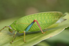 female, lateral view (Kilimanjaro, plantation). Depicts Zabalius ophthalmicus (Walker, 1869), an Otu.