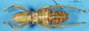 CollectionObject 1506930; 4dba9396-00f2-4975-80a7-70b4fc7cbdd5: male, dorsal view (syntype). (CollectionObject).