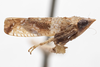 Habitus, lateral view on Twiningia scrupulosa (Ball, 1902): (Observation).