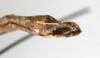 CollectionObject 1560979; NMW 225, c4456121-0477-475e-b2ba-d2612656ced1: copyright NMW, Vienna. male: end of abdomen, ventral view (holotype). (CollectionObject).