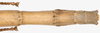 CollectionObject 1562978; 9f5e6eb8-25a1-4cf3-8adc-5644ba58e4a3: copyright F. Hennemann. female: end of abdomen, dorsal view (paratype). (CollectionObject).;CollectionObject 1562979; aa227a08-3252-426d-b1c8-c0d5961a3b34: copyright F. Hennemann. female: end of abdomen, dorsal view (paratype). (CollectionObject).