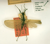 CollectionObject 1557816; 0bf32bfc-9791-404f-a6aa-371ec4873a39: copyright RMNH, Leiden. male (holotype). (CollectionObject).