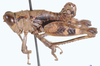 Thericles obtusifrons Stål, 1875: male, lateral view. (Otu).