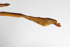 CollectionObject 1563561; f6241252-b828-4b39-a480-94450b4285a8: copyright MNHU, Berlin. male: end of abdomen, lateral view (syntype). (CollectionObject).