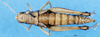 CollectionObject 1502807; 50f24b2a-da4d-4c16-8b69-da08139de37e, DORSA EAptesteP01: female, dorsal view (paratype). (CollectionObject).