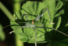 FieldOccurrence 491; 12e28320-d847-4fa6-9732-62ea7fb06c10; Tanzania
Nilo, 2015/12/??: nymph, last instar. (FieldOccurrence).