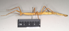 CollectionObject 1559544; NHMUK(SF IMPORT DUPLICATE) 844765, 1838d0fb-ec8e-40a8-a421-19c94646a90b: copyright Natural History Museum, London. female, lateral view (holotype). (CollectionObject).